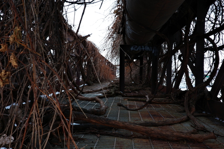 Rust and vines on a steel structure by the lake.