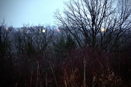 Some buildings and lights, through the trees, beyond the gorge, in the mist.