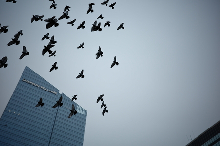 City birds flocking in front of a corporate building.