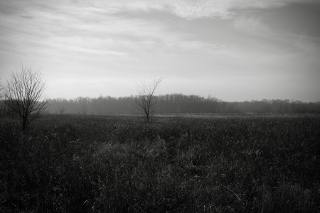 A landscape of a restored wetland in the winter.