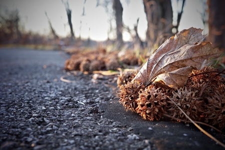 Monkey balls and a leaf on asphalt.