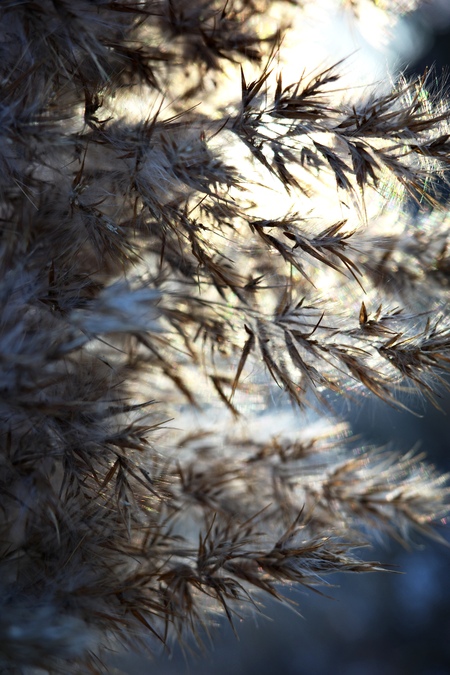A close-up of a fluffy plant.