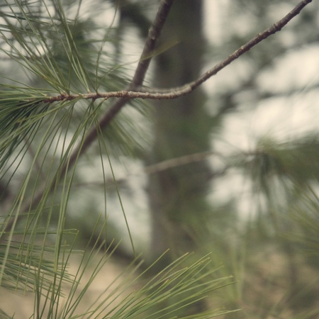 Twigs of a pine tree with needles.