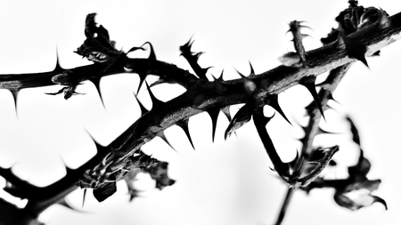 A thorny branch highlighted against the bright snow.