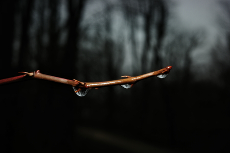A branch with droplets showing the refraction of the forest.
