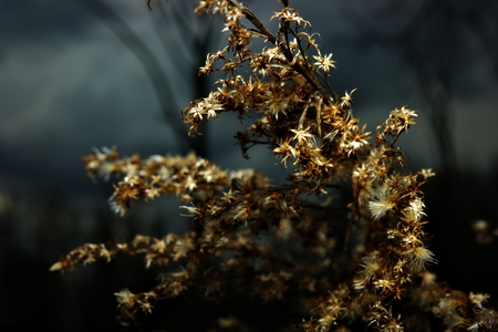 A dead plant lit against dark trees.