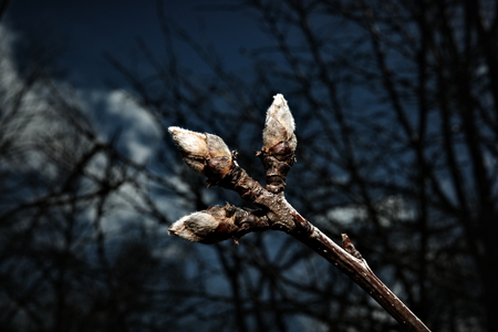 A branch with some fuzzy buds.