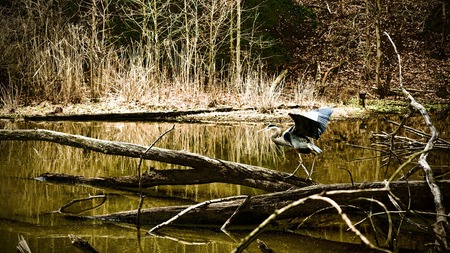 A blue heron balancing on a log.