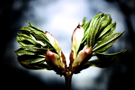A pair of flowers beginning to bloom.