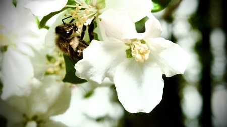 A bee partial shrouded by the flower from which it is collecting.